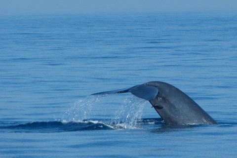 Whales Watching mirissa and Galle Fort Tour from Ahungalla Whales Watching mirissa and Galle Fort Tour