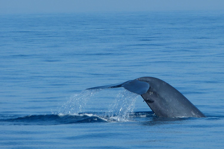 Whales Watching mirissa and Galle Fort Tour from Ahungalla Whales Watching mirissa and Galle Fort Tour