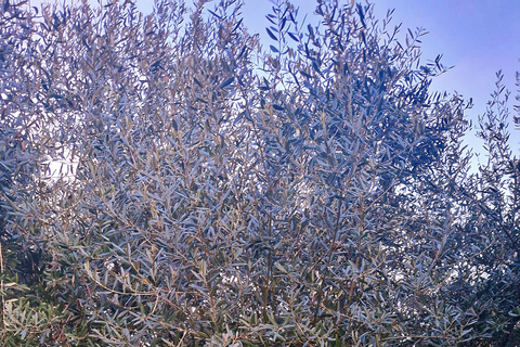 Modena: Organic & Traditional Balsamic Vinegar Tour with EVO Oil Tasting