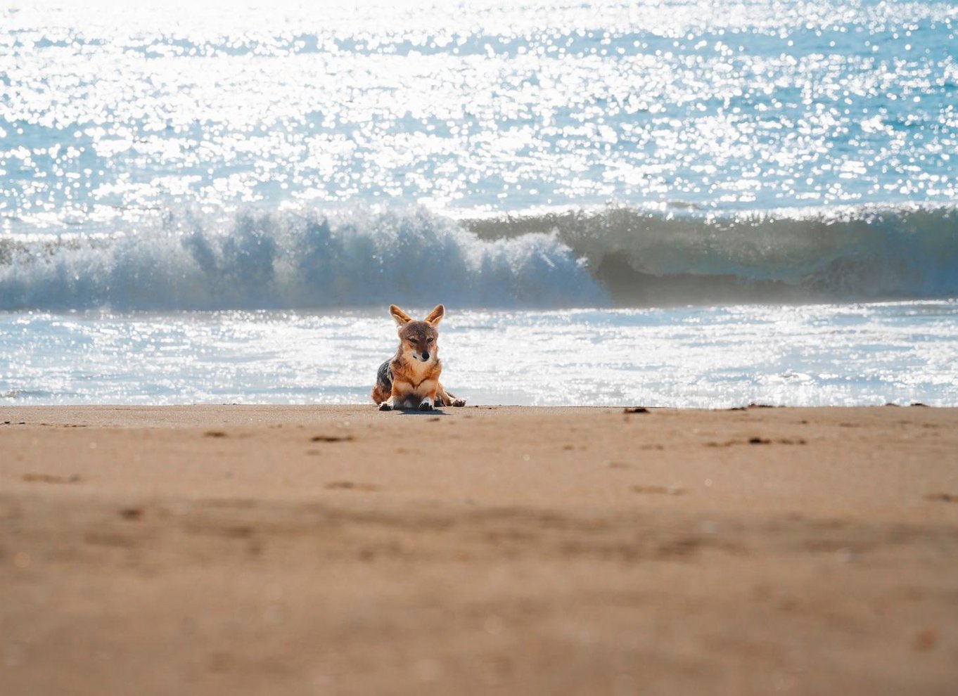 Walvis Bay: 4x4 ørkenudflugt til Sandwich Harbour Bay