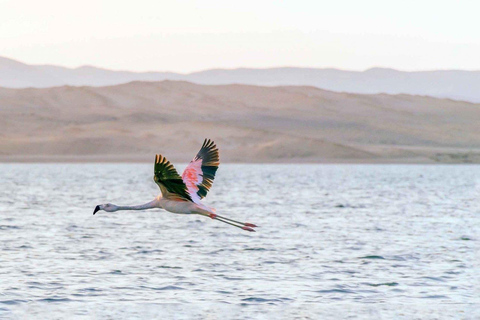 Paracas: Ballestas Islands + Paracas Reserve - FullDay Combo