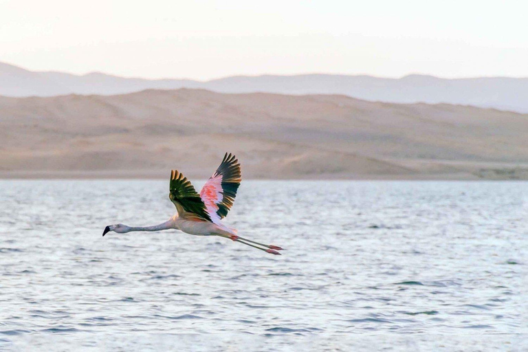 Paracas: Ballestas Islands + Paracas Reserve - FullDay Combo