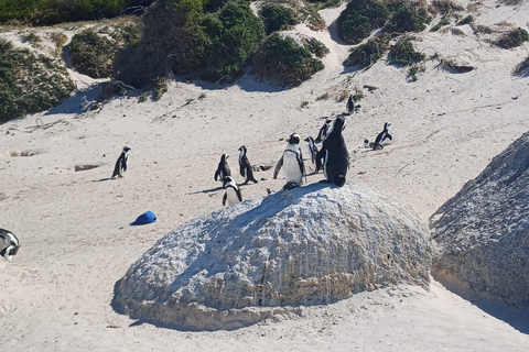 ROBBEN ISLAND &amp; CAPE OF GOOD HOPE, PENGUINS