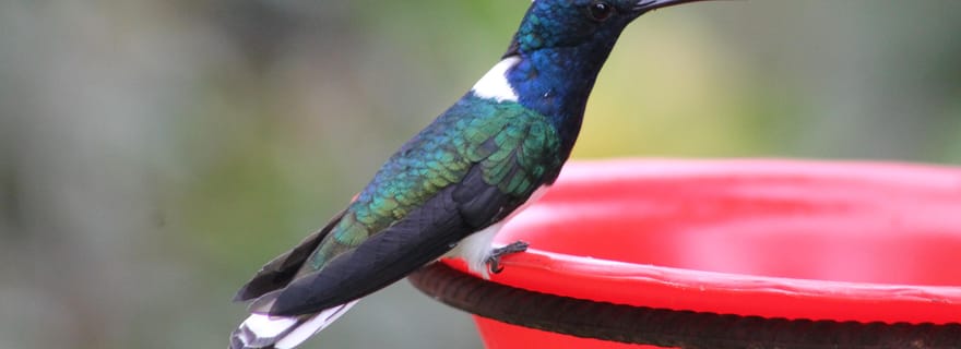 Cali : Observation des colibris et photographie