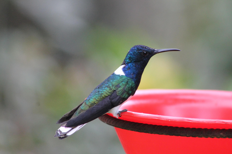 Cali: paraíso terrenal de los colibríesCali: Observación y fotografía de colibríes