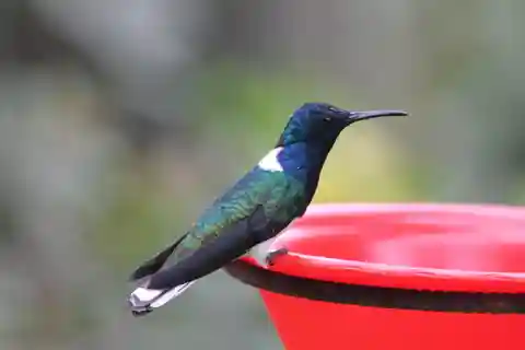 Cali: Excursión de Fotografía y Observación de Colibríes