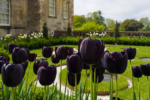 London: Private History Tour to Audley End & Cambridge