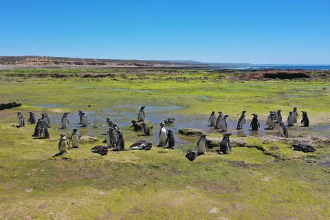 Punta Tombo for cruise-ship passengers
