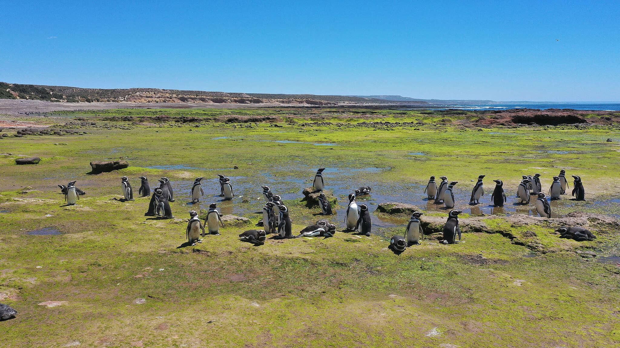 Punta Tombo für Kreuzfahrtschiffe