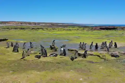 Punta Tombo for cruise-ship passengers