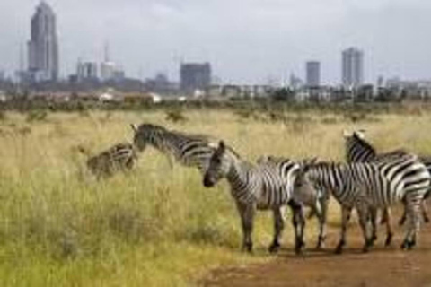 Nairobi National Park Full Day Trip with Lunch