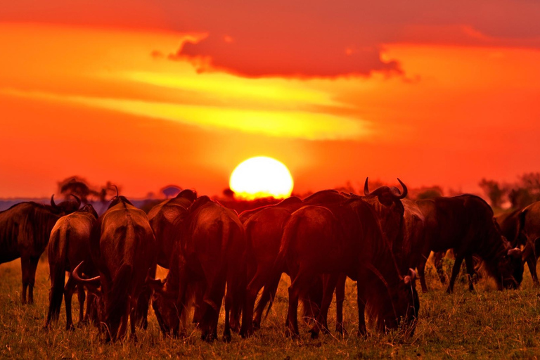 From Nairobi: 2 Days Maasai Mara Group Safari in 4WD Jeep 2 Days Maasai Mara Private safari