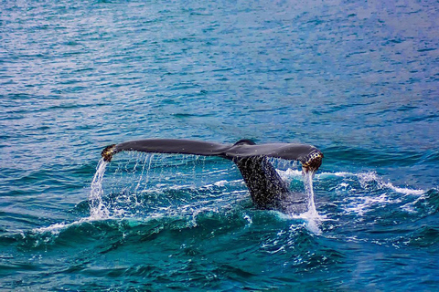 Journée d'observation des baleines à Mirissa