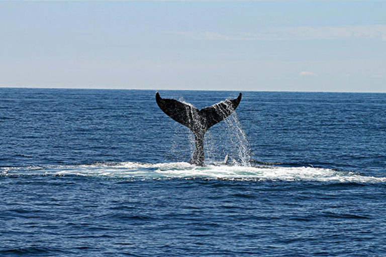 Mauritius: Private Whale Watching Tour with Pickup