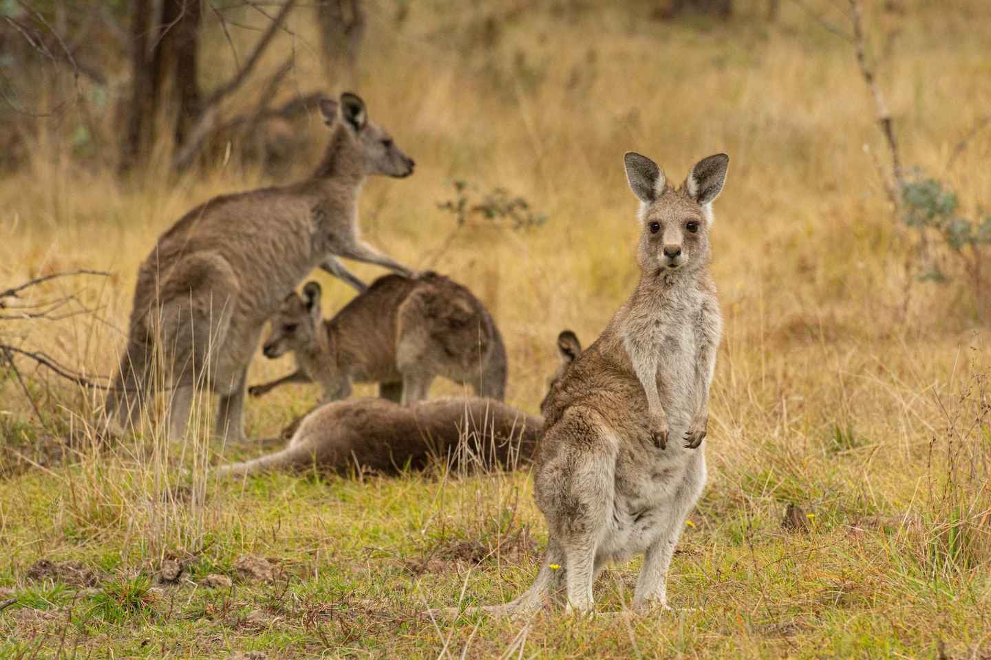 Wings & Wilds of Canberra: Tidbinbilla Half-Day Private Tour - Wings & Wilds of Canberra: Tidbinbilla Half-Day Private Tour