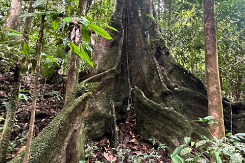 Daintree Rainforest: Flusskreuzfahrt und Regenwaldspaziergang