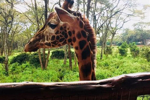 Nairobi: Nairobi National park,Baby elephant &Giraffe center Nairobi national park, elephant orphanage and giraffe center