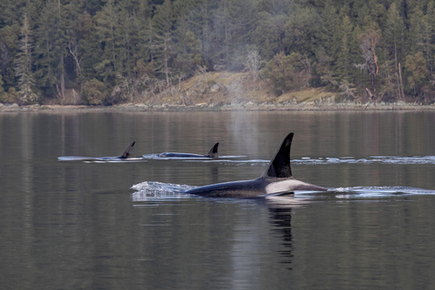 Nanaimo: Whale Watching Semi-Covered Boat Tour