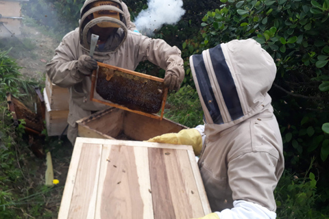 MEDELLÍN: Beekeeping Experience in coffee farm