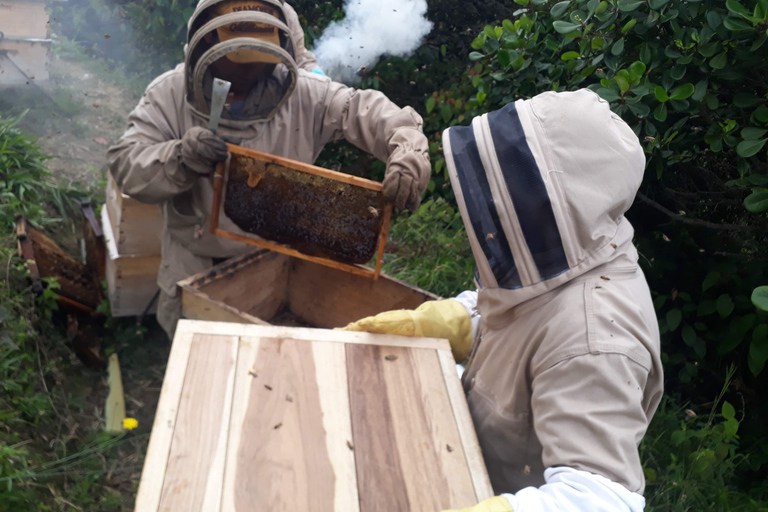 MEDELLÍN: Beekeeping Experience in coffee farm