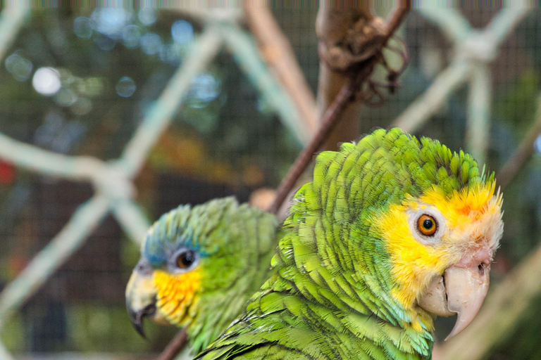 St Maarten: Fågelaviarium och naturskön körning