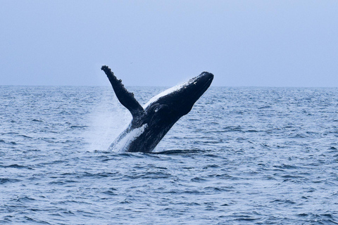 Mirissa: Walvis rondvaart met ontbijt