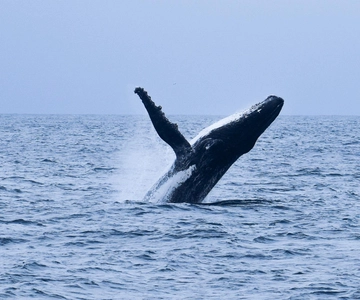 Mirissa: Walvis & dolfijn rondvaart met ontbijt