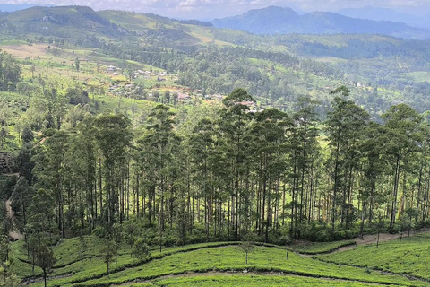 Pekoe Trail 1-5: Guided 7-Day Trek with Hotels & Transfers