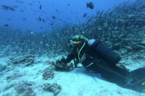 Scuba Diving in Trincomalee