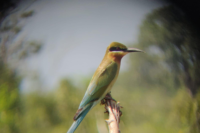 Kvällssafari i Minneriya nationalpark med upphämtning och lämning