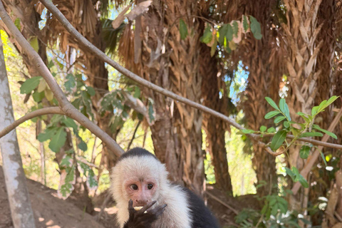From Jacó: Monkey Encounter, Crocodile Bridge, & Lunch