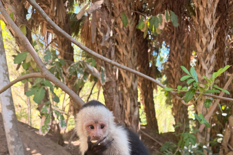 From Jacó: Monkey Encounter, Crocodile Bridge, & Lunch
