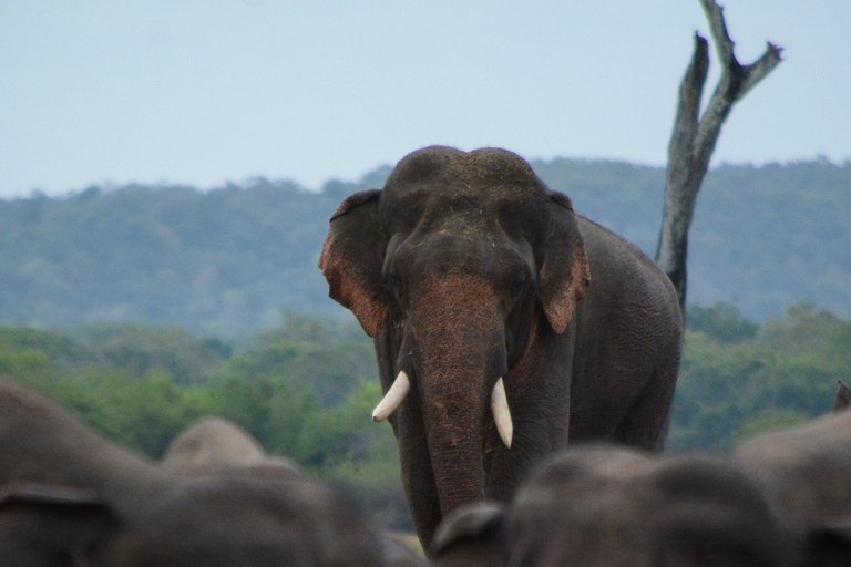 Polonnaruwa Ancient City & Safari Tour