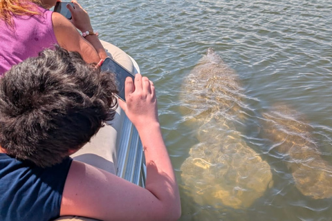 Cocoa Beach: Dolphin & Manatee Small Group Eco Boat Tour
