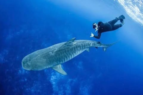 Tikehau : plongée sous-marine sur 2 sites - certification N1 ou Open Water