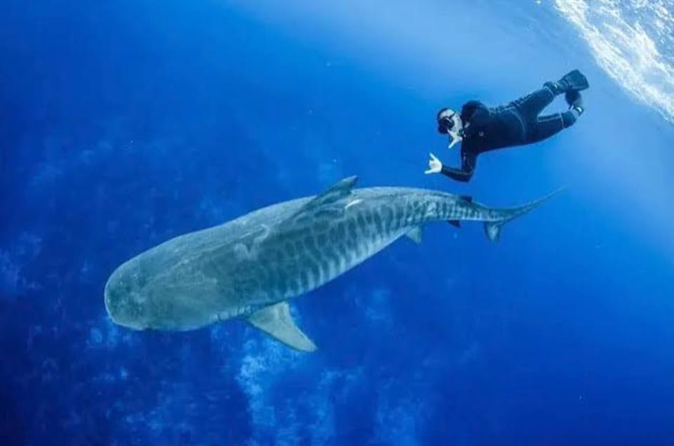 Tikehau : plongée sous-marine sur 2 sites - certification N1 ou Open Water