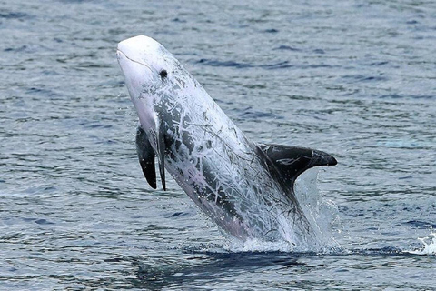 Observação de baleias e golfinhos no picoObservação de baleias e golfinhos nos Açores