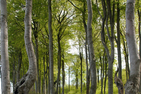 Rostock/Markgrafenheide: Guided hike through the coastal forest