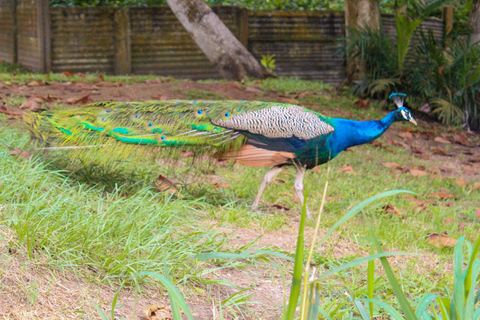 لاغوس: مركز ليكي للمحافظة على البيئة (LCC) جولة إرشادية