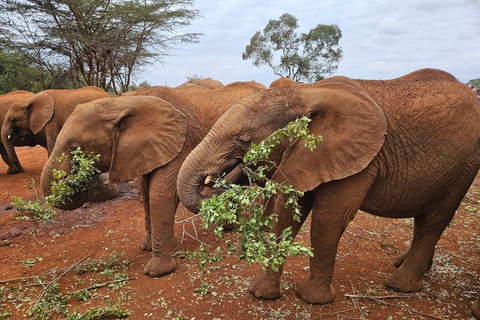 Depuis Nairobi : Orphelinat des éléphants, Centre des girafes et Bomas