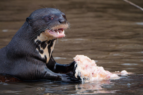 São Paulo: 3-Day Eco Safari Experience in the Pantanal