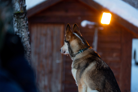 Från Tromsö: Roligt och enkelt hundspannsäventyrHundspannstur - 8:10