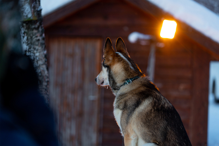 From Tromsø: Fun and Easy Dog Sledding AdventureDogsledding Tour - 8:10 AM