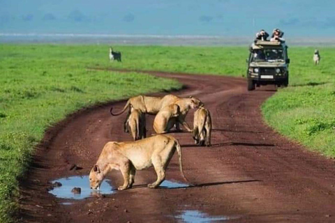 From Zanzibar: Selous Game Reserve Day Safari with Lunch