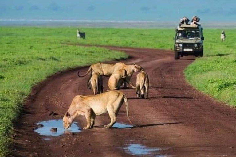 From Zanzibar: Selous Game Reserve Day Safari with Lunch