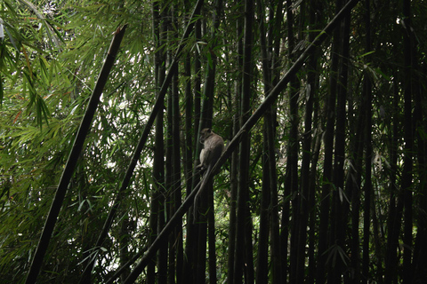 Khao Sok: Privat dagsvandring, djungelmiddag och nattsafari