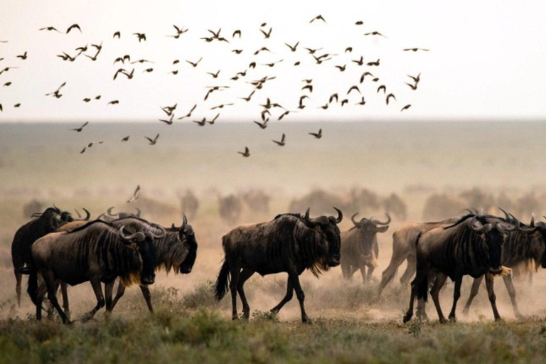 5 Days Tanzania Calving Safari Christmas & New Year