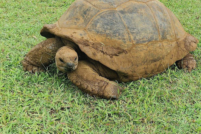 South Mauritius Tour with Crocodile Park & 23-Colored Earth