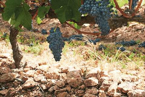 Montevideo: Tour di degustazione di vini per i passeggeri delle crociere