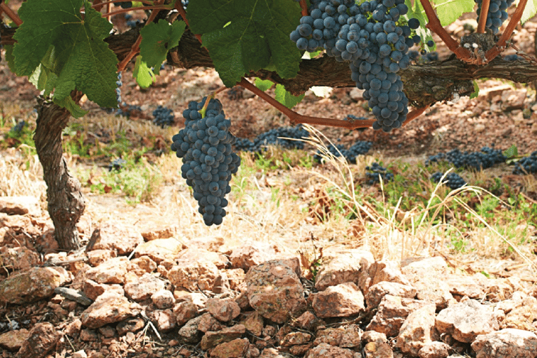 Montevideo: Excursión de cata de vinos para cruceristas